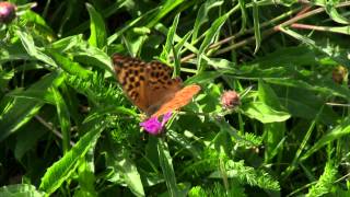 GRAND Nacré  Argynnis aglaja  Speyeria aglaja  BRUITX [upl. by Ardiedal]