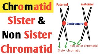 Sister and Non sister chromatid  Chromatid  homologous chromosome  paternal amp maternal chromosome [upl. by Nevar]