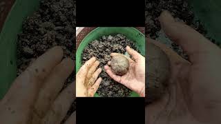 Pothos Kokedama  How to Make Kokedama  Kokedama Balls  Kokedama Plants shorts [upl. by Adeys78]