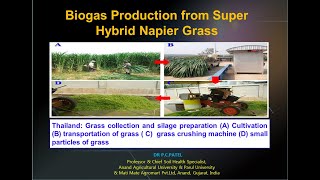 Super Hybrid Napier Grass for CNG ProductionDr P C Patel [upl. by Yclek]