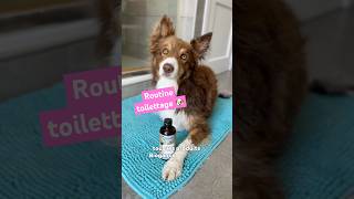 Routine toilettage berger australien et border collie  Entretien 🐶 [upl. by Bernardi]