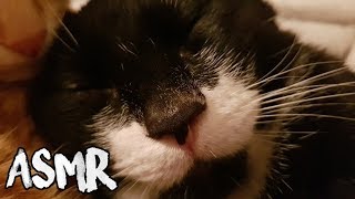 ASMR Ronronnements Cat purrings  No talking ft Drogo [upl. by Auliffe]