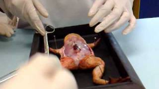 Frog dissection Part 1 of 2 [upl. by Willey]