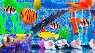 Incredible colorful fish eggs tank cleaner fish catskoi fishsnakes goldfish tetra fishturtles [upl. by Brindell393]