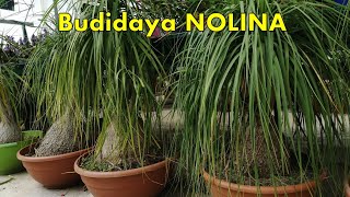 Budidaya Tanaman Hias Nolina [upl. by Adnoloy]