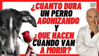 💔 CUANTO DURA UN PERRO AGONIZANDO 💔 QUE HACEN LOS PERROS CUANDO VAN A MORIR [upl. by Alvan]