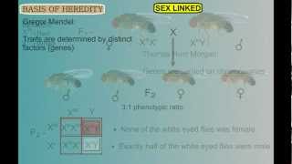 Genetics Part 3 Sex Linked Traits [upl. by Malcolm583]