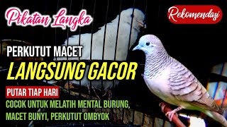 SUARA PIKATAN PERKUTUT MERDU DAN LANGKA UNTUK TERAPI PERKUTUT MACET MABUNG OMBYOK [upl. by Eiramlatsyrk734]