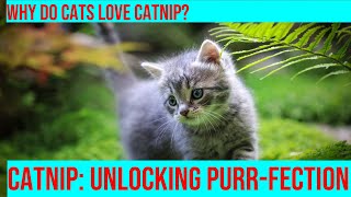 Catnip Unlocking the Mystery of Why Cats Love It [upl. by Benisch]