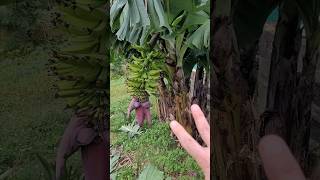 2 Coisas que a Bananeira Adora e Faz Produzir Muita Banana [upl. by Wrdna]