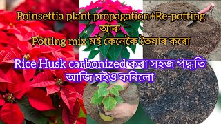 Rice Husk carbonized কৰা সহজ পদ্ধতি  poinsettia plant propagationRepotting and soil mixassamese [upl. by Zadack]