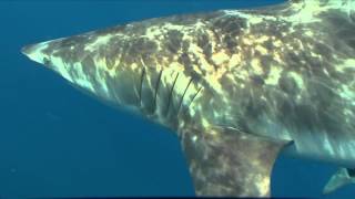 Freediving with black tip sharks [upl. by Gilbert]