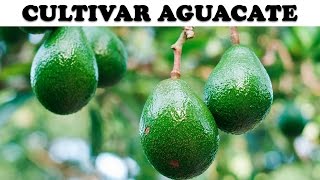 Cultivar Aguacate en Casa [upl. by Scoles540]