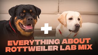 Rottweiler Lab Mix Everything You Need To KNow About This Mascular Breed [upl. by Naejeillib365]