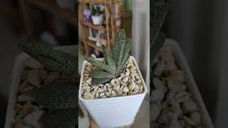 Gasteria Baylissiana gasteria succulent indoorplants [upl. by Cormack233]