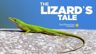 The Lizards Tale 107 Anoles In The City [upl. by Nnylirehs661]