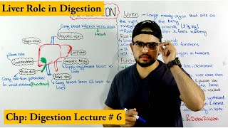 Liver and its role in digestion [upl. by Finnie145]