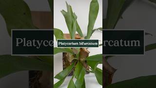 Care tips for the Staghorn Fern 🪴 fern staghornfern plants houseplants shorts soltech [upl. by Losse]