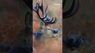 Crows team up to kill elk ExploreNature Elk shorts [upl. by Ednarb127]