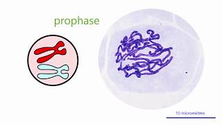 La différence entre mitose et meiose S1 [upl. by Algy]