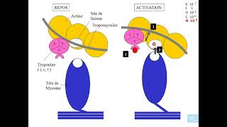 5  Physiologie cardio vasculaire partie 5 [upl. by Sachiko]