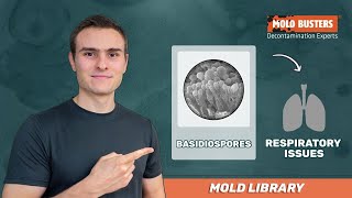 Basidiospores  Mold Library  Mold Busters [upl. by Alimat396]