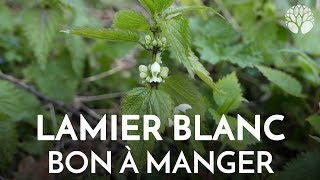 Lamier blanc Lamium album plante sauvage comestible et médicinale abondante [upl. by Leblanc]