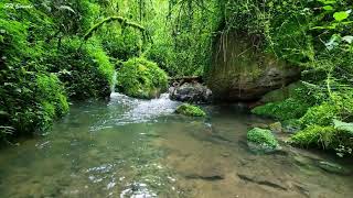 Morning Birds Chirping Gentle Water Stream Sounds in the Green Forest sleep relaxation focus [upl. by Wake]