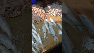 Old Digha fish market [upl. by Yralam]