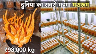 How to Earn 20 lakhs from Cordyceps mushroom farming at home  profitable mushroom farming [upl. by Ecnal]