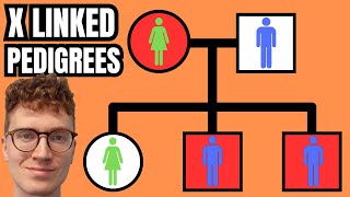 XLinked Pedigrees QUICKLY EXPLAINED [upl. by Tibbitts177]