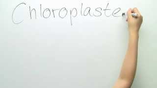 Der Bau des Chloroplasten  Biologie  Cytologie [upl. by Sloan]