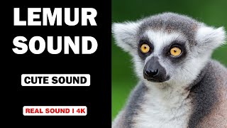 Real Lemur Sounds  High Quality  Cute Lemur Sound Experience  4K [upl. by Eob]