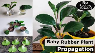 3 Easy Ways to Propagate Your Baby Rubber Plant Peperomia obtusifolia  Peperomia Propagation [upl. by Ttennaj]