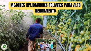 Técnicas de experto para COSECHAR TOMATES EN SOLO 63 DÍAS Bioestimulación [upl. by Airoled666]