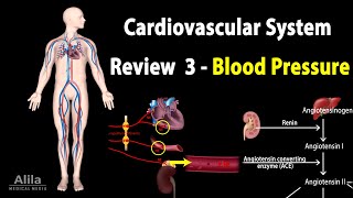 CARDIOVASCULAR REVIEW 3 CONTROL of BLOOD PRESSURE ALL MECHANISMS Animation [upl. by Nelluc512]