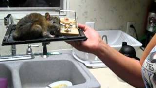 Big Rat in Glue Trap [upl. by Suollecram]