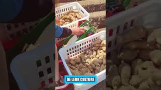 Pourquoi les Chinois plantent ils des poissons [upl. by Eniluqcaj64]