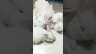 Cute family 🐇😘whiterabbit [upl. by Genni168]