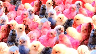 Top Video Catch Animal Cute Duck Colorful Chickens Rainbow Chickens Animal Care 💛💚💛💚💛 [upl. by Bachman]