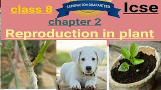 Reproduction in plants chapter 2 class 8BiologyICSE reproductioninplant [upl. by Goff]