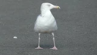 Glaucous Gull  Grote burgemeester  Beverwijk NL  1432024 [upl. by Ymmas]