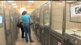 A C amp C pet Adoption centers [upl. by Lapham]