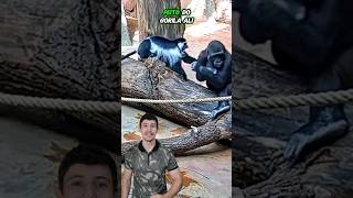 12 GORILA VS MACACOS  VIDA ANIMAL COMENTADA [upl. by Nohpets258]