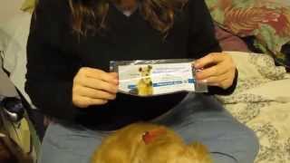 Administering Nasal Bordetella Vaccine  Kennel Cough [upl. by Nevarc378]