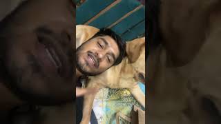 Best dog breed in india dog jerrythelabrador doglover labradormusic [upl. by Malim]