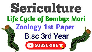 Sericulture Bsc 3rd year Zoology 1st Paper Life cycle of Bomboyx Mori रेशम उत्पादन Umesh Biology [upl. by Gray]