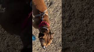 Beefcake loves treats amp attention Slocountyanimalservices [upl. by Arihppas]