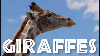 NEWIMPROVED All About Giraffes for Kids Giraffe Video for Children  FreeSchool [upl. by Llevel]