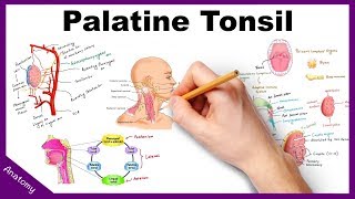 Palatine Tonsil Anatomy Blood supply Nerve supply Functions Applied anatomy [upl. by Rosecan390]